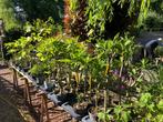 Brugmansia stekken, Tuin en Terras, Volle zon, Eenjarig, Zomer, Ophalen