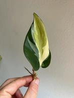 Philodendron silver stripe, verse stekken, Ophalen of Verzenden, Overige soorten, Minder dan 100 cm