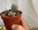 Tephrocactus Geometricus, Kamerplant, Cactus, Stek, Verzenden, Cactus, Minder dan 100 cm