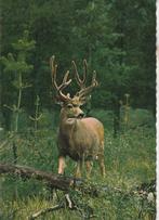 Dieren in het Bos, Hert 1973, Verzenden, 1960 tot 1980, Gelopen, Wild dier