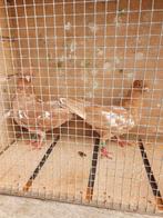 Portugese tuimelaars, Dieren en Toebehoren, Vogels | Duiven, Meerdere dieren, Tuimelaar of Roller