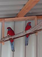 Mooi fors koppel rode penanten, Dieren en Toebehoren, Vogels | Parkieten en Papegaaien, Meerdere dieren, Parkiet