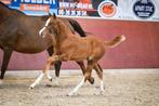 Chique hengstveulen v Irish Coffee PR, Dieren en Toebehoren, Springpaard, Niet van toepassing, 0 tot 2 jaar, Hengst