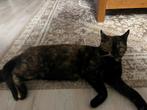 Poes, Dieren en Toebehoren, Katten en Kittens | Overige Katten, Poes