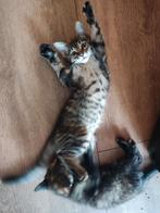 4 Kittens 🩷 3 meisjes en 1 mannetje 🩵, Meerdere dieren, Kortharig, 0 tot 2 jaar