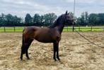 Aantrekkelijke 3-jarige merrie – Toto Gold x Scandic, Dieren en Toebehoren, Paarden, Merrie, Gechipt, Dressuurpaard, 3 tot 6 jaar
