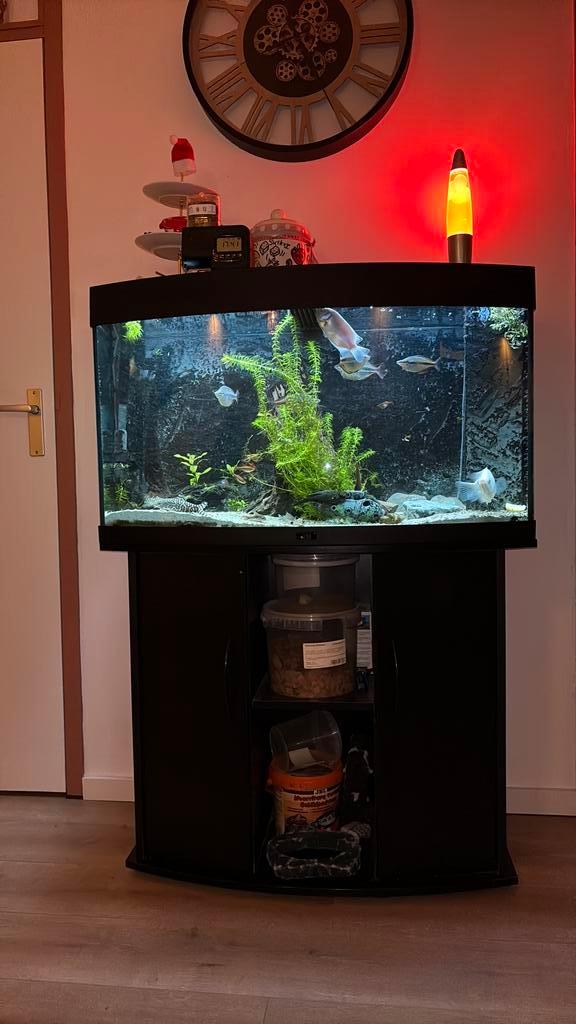 Juwel vision 180 met helialux en toebehoren, Dieren en Toebehoren, Vissen | Aquaria en Toebehoren, Gebruikt, Gevuld zoetwateraquarium