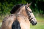 Zeer unieke en brave appaloosa allround E pony !!, Dieren en Toebehoren, Pony's, B, Dressuurpony, 3 tot 6 jaar, Merrie