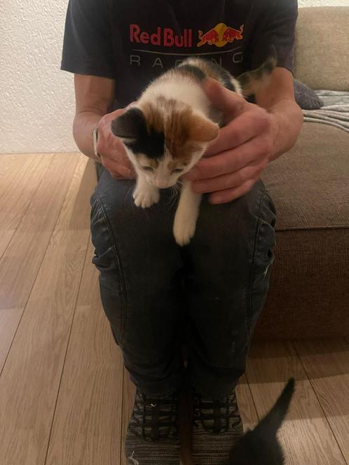 2 kittens te koop., Dieren en Toebehoren, Katten-accessoires, Verzenden