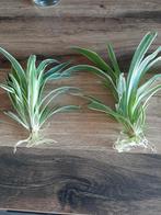 Stekken vd graslelie 50 cent pst, Huis en Inrichting, Kamerplanten, Ophalen