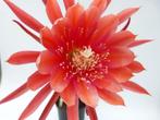 cactus Epiphyllum HUNSRUCK CHAMPION - 4, Ophalen of Verzenden, Cactus, Volle zon, Minder dan 100 cm