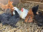 Cochin kuikens, Dieren en Toebehoren, Meerdere dieren, Kip