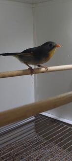 Mooie forse japanse nachtegaal man 2025, Dieren en Toebehoren, Mannelijk, Geringd