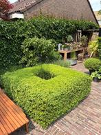 Planten - buxus, Tuin en Terras, Planten | Tuinplanten, Ophalen, Bloeit niet, Vaste plant, Overige soorten
