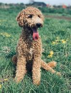 Trimmer, trimster, kapper, Dieren en Toebehoren, Honden-accessoires, Ophalen of Verzenden