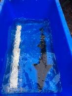 Diamant steur, Dieren en Toebehoren, Steur