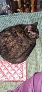 Britse korthaar kittens,gechipt en gevaccineerd 😻