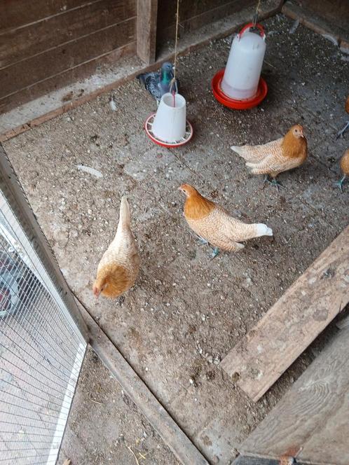 Friese kriel, Dieren en Toebehoren, Pluimvee, Kip, Vrouwelijk