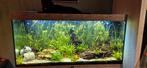 **Gezocht gratis vissen en garnalen**, Dieren en Toebehoren, Ophalen of Verzenden, Nieuw, Gevuld zoetwateraquarium