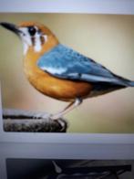 vogels, Dieren en Toebehoren, Vogels | Overige Vogels, Vrouwelijk, Wildzangvogel