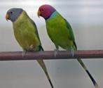 Stanley rosella en pruimenkoppen, Dieren en Toebehoren, Vogels | Parkieten en Papegaaien, Meerdere dieren, Parkiet
