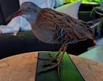 Taxidermie,Taxidermy Opgezette "waterral"man, Ophalen of Verzenden, Zo goed als nieuw, Vogel, Opgezet dier