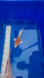 Diverse Tosai 25 - 30 cm, zie advertentie, Dieren en Toebehoren, Vissen | Vijvervissen, Karper of Koi