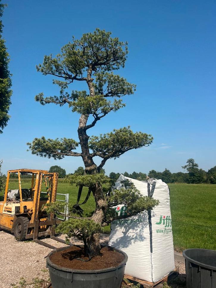 Bonsai, PINUS PENTAPHYLLA +/- 80 jaar oud  € 3850,=, Tuin en Terras, Planten | Bomen, Overige soorten, 250 tot 400 cm, Halfschaduw