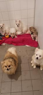 Pomeriaan, Dieren en Toebehoren, Honden | Poolhonden, Keeshonden en Oertypen, 15 weken tot 1 jaar, Meerdere, Meerdere dieren, Nederland