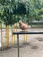 2 jonge kleurpostduiven, Dieren en Toebehoren, Geslacht onbekend