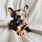 Franse bulldog pups, Dieren en Toebehoren, Honden | Bulldogs, Pinschers en Molossers, 8 tot 15 weken, Meerdere, Meerdere dieren