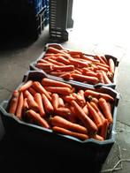 Hooi en gewassen winterwortels winterwortelen peen, Ophalen, Vee