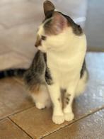 Poesje, Dieren en Toebehoren, Katten en Kittens | Raskatten | Korthaar, Poes