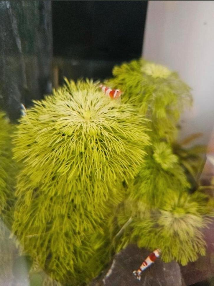 Limnophila Sessiliflora (Ambulia) - ook verzenden, Dieren en Toebehoren, Vissen | Aquaria en Toebehoren, Zo goed als nieuw, Plant(en), Steen of Hout