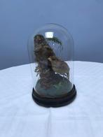 Taxidermie 19e eeuw Kruisbek, Ophalen of Verzenden, Zo goed als nieuw, Vogel, Opgezet dier