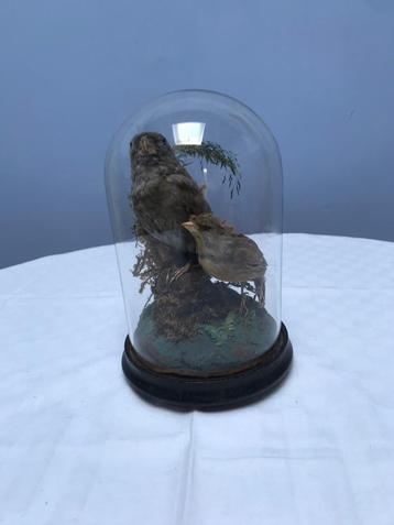 Taxidermie 19e eeuw Kruisbek beschikbaar voor biedingen