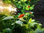 Platy's, Dieren en Toebehoren, Vissen | Aquariumvissen, Vis
