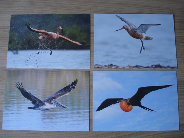 Set Postkaarten Vogels, Verzamelen, Ansichtkaarten | Themakaarten, Ongelopen, 1980 tot heden, Natuur, Ophalen of Verzenden