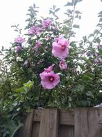 Mooie roze paars hibiscus, Vaste plant, Halfschaduw, Zomer, Ophalen