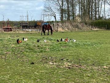 Diverse kippen  beschikbaar voor biedingen