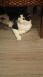 2 katten, Dieren en Toebehoren, Katten en Kittens | Overige Katten