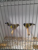 Zwartkop sijsjes  magelaan sijsjes, Meerdere dieren