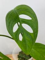 Monstera Esqueleto, Ophalen of Verzenden, Halfschaduw, Minder dan 100 cm