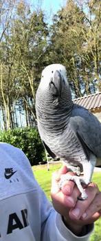 Grijze roodstaart tam, Dieren en Toebehoren, Vogels | Parkieten en Papegaaien, Mannelijk, Papegaai, Tam