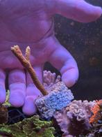 Koraal stekjes. Verschillende maten en kleuren, Dieren en Toebehoren, Ophalen, Nieuw, Plant(en), Steen of Hout