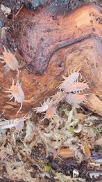 Porcellionides pruinosus “Powder Orange”, Overige soorten