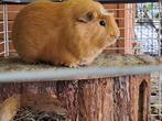Cavia, Dieren en Toebehoren, Knaagdieren, Februari, Mannelijk, Cavia