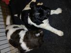 Te koop  Friese stabij pup's van onze lieve Blacky, Reu, Meerdere, Middel, Nederland