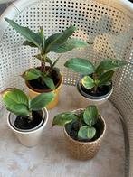 Bananenplanten, Huis en Inrichting, Kamerplanten, Ophalen of Verzenden, Halfschaduw, Minder dan 100 cm