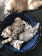 Britse korthaar kittens, Dieren en Toebehoren, Katten en Kittens | Raskatten | Korthaar, Poes